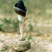 Image of Amorphophallus aphyllus  (Hook.) Hutch..