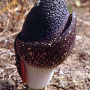 Image of Amorphophallus aphyllus  (Hook.) Hutch..