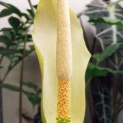 Image of Amorphophallus asterostigmatus  Bogn. & Hett..