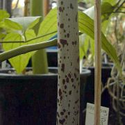 Image of Amorphophallus asterostigmatus  Bogn. & Hett..