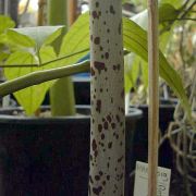 Image of Amorphophallus asterostigmatus  Bogn. & Hett..