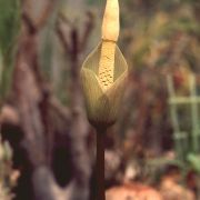 Image of Amorphophallus atrorubens  Hett. & M. Sizemore.