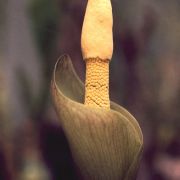 Image of Amorphophallus atrorubens  Hett. & M. Sizemore.