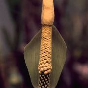 Image of Amorphophallus atrorubens  Hett. & M. Sizemore.