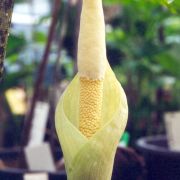 Image of Amorphophallus atrorubens  Hett. & M. Sizemore.