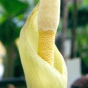 Image of Amorphophallus atrorubens  Hett. & M. Sizemore.