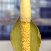 Image of Amorphophallus atrorubens  Hett. & M. Sizemore.