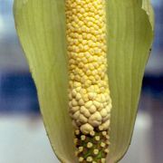 Image of Amorphophallus atrorubens  Hett. & M. Sizemore.