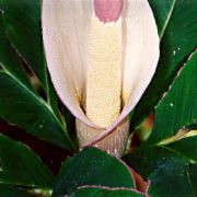 Image of Amorphophallus atroviridis  Hett..