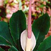 Image of Amorphophallus atroviridis  Hett..