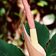 Image of Amorphophallus atroviridis  Hett..