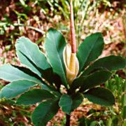 Image of Amorphophallus atroviridis  Hett..