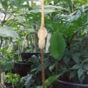 Image of Amorphophallus atroviridis  Hett..