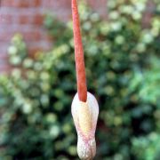 Image of Amorphophallus atroviridis  Hett..