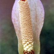 Image of Amorphophallus atroviridis  Hett..