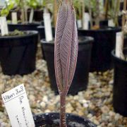 Image of Amorphophallus atroviridis  Hett..