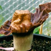 Image of Amorphophallus bangkokensis  Gagn..