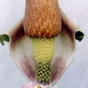 Image of Amorphophallus baumannii  (Engl.) N.E. Br..