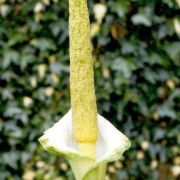 Image of Amorphophallus baumannii  (Engl.) N.E. Br..