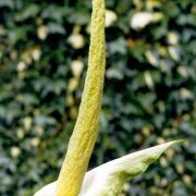 Image of Amorphophallus baumannii  (Engl.) N.E. Br..