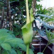 Image of Amorphophallus baumannii  (Engl.) N.E. Br..