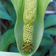 Image of Amorphophallus baumannii  (Engl.) N.E. Br..