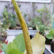 Image of Amorphophallus baumannii  (Engl.) N.E. Br..