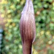 Image of Amorphophallus beccarii  Engl..