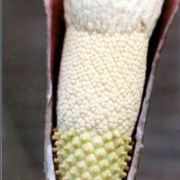 Image of Amorphophallus beccarii  Engl..