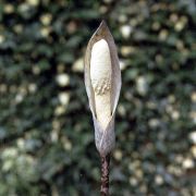 Image of Amorphophallus beccarii  Engl..