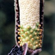 Image of Amorphophallus beccarii  Engl..