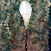 Image of Amorphophallus beccarii  Engl..