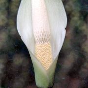 Image of Amorphophallus beccarii  Engl..