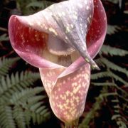 Image of Amorphophallus beccarii  Engl..