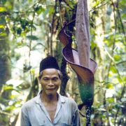 Image of Amorphophallus borneensis  (Engl.) Engl. & Gehrm..