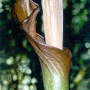 Image of Amorphophallus borneensis  (Engl.) Engl. & Gehrm..