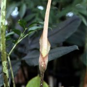 Image of Amorphophallus boyceanus  Hett..