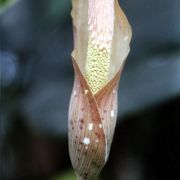 Image of Amorphophallus boyceanus  Hett..