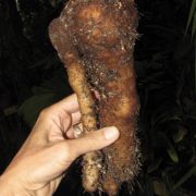 Image of Amorphophallus brevipetiolatus  .