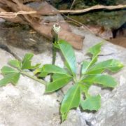 Image of Amorphophallus brevispathus  Gagn..