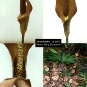 Image of Amorphophallus bufo  Ridl..