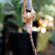 Image of Amorphophallus bufo  Ridl..