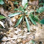 Image of Amorphophallus bufo  Ridl..