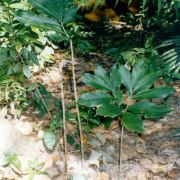 Image of Amorphophallus bufo  Ridl..