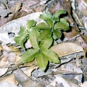 Image of Amorphophallus bufo  Ridl..