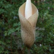 Image of Amorphophallus bulbifer  (Roxb.) Bl..