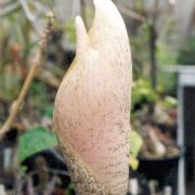 Image of Amorphophallus bulbifer  (Roxb.) Bl..