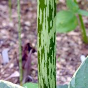 Image of Amorphophallus bulbifer  (Roxb.) Bl..