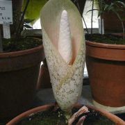 Image of Amorphophallus bulbifer  (Roxb.) Bl..