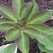 Image of Amorphophallus bulbifer  (Roxb.) Bl..